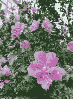 木槿的颜色是什么 木槿的颜色是什么