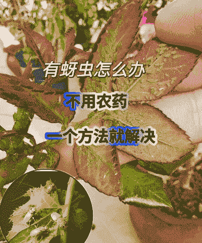 蚜虫怎么养殖