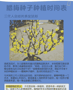 什么时候栽培腊梅最好