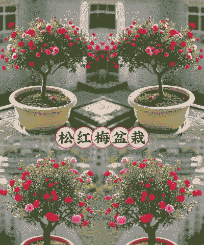 松红梅什么时候开花