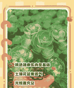 钱多多怎么养殖