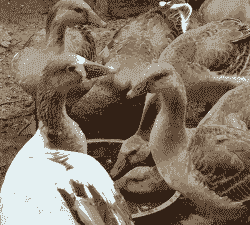 养殖大雁怎么吃