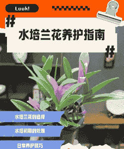 水培兰草怎么养殖