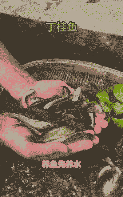 丁桂鱼怎么养殖