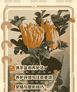 金佛手怎么养殖