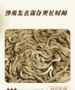 沙蚕怎么养殖