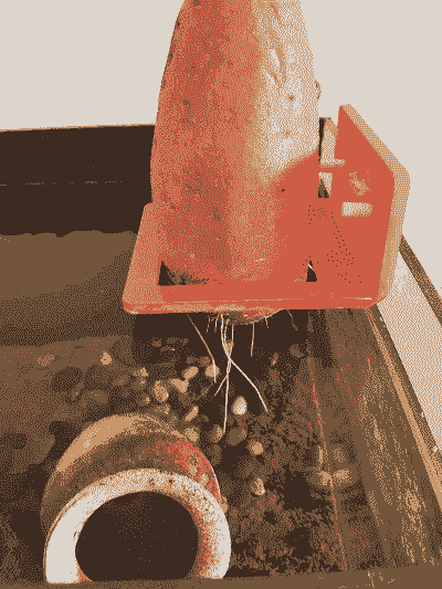 观赏红薯怎么养殖