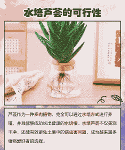 水芦荟怎么养殖