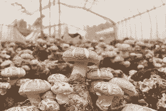 香菇怎么养殖技术