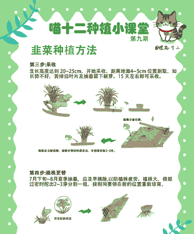 韭菜盆栽怎么养殖