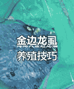 龙虱怎么养殖