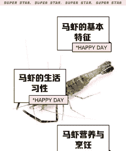 马虾怎么养殖