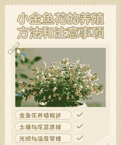 小鱼花怎么养殖