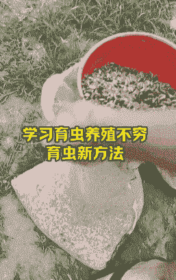 柴虫怎么养殖
