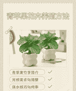 青苹果盆栽怎么养殖