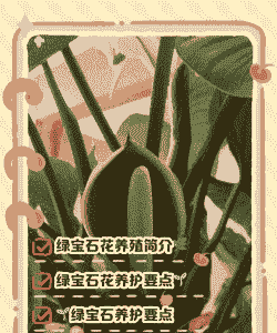 绿宝石怎么养殖