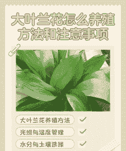 大叶兰怎么养殖方法