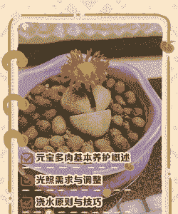 元宝植物怎么养殖方法