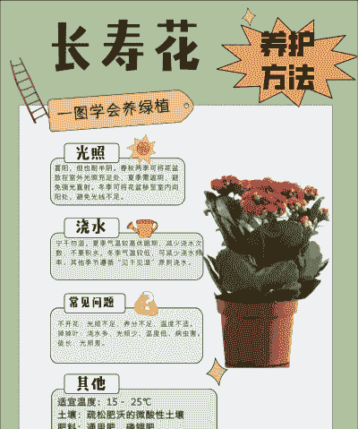 水培长寿花怎么养殖