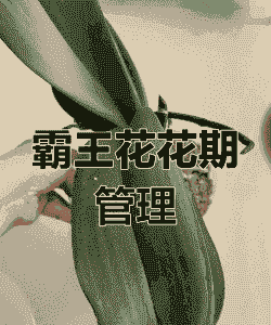 霸王花怎么养殖