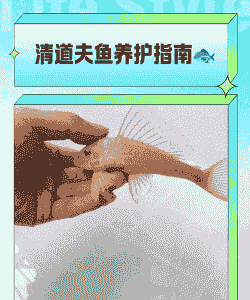 清道夫怎么养殖