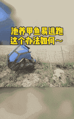 养殖池甲鱼怎么防止跑