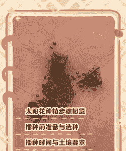 视频怎么养殖向日葵种子