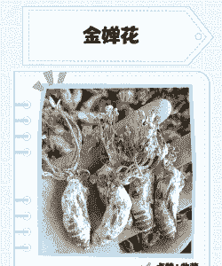 请问怎么样养殖金蝉花