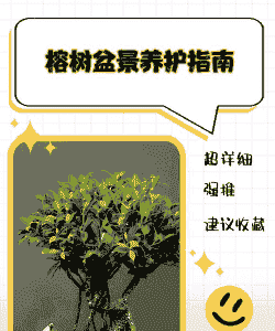 盆景树怎么养殖方法