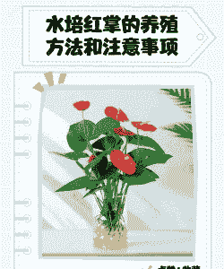 红掌苗怎么样养殖