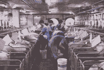 猪养殖生产工作怎么样