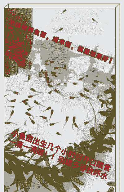 泡沫箱里的鱼怎么养殖