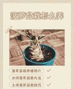 吃完的凤梨怎么养殖