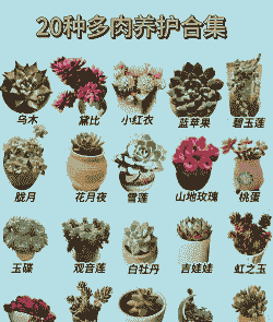 山东气候种多肉怎么养殖