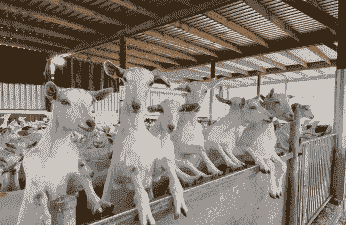 养殖奶山羊收入怎么样