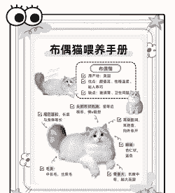 宠物猫养殖概况怎么写