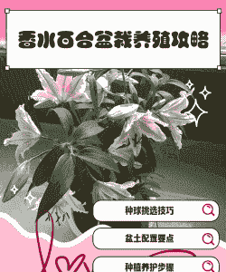 香水百合水里怎么养殖