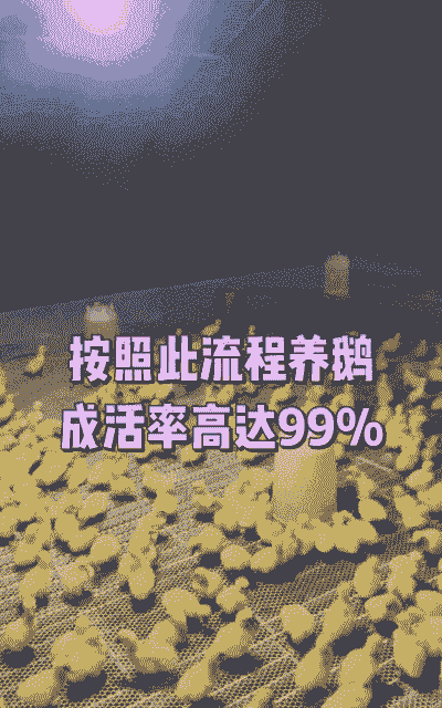 大鹅怎么养殖技下蛋鹅