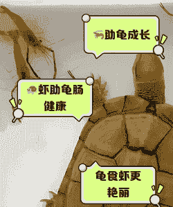 给龟吃的小虾怎么养殖