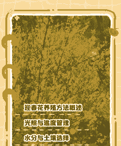 迎春花在春天怎么养殖