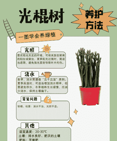 光棍树怎么养殖方法