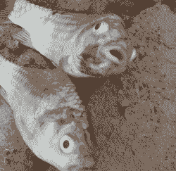 养殖鲤鱼嘴巴受伤怎么办