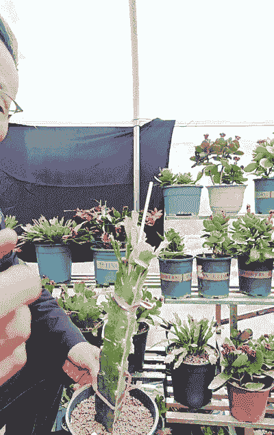 夏天嫁接蟹爪兰怎么养殖