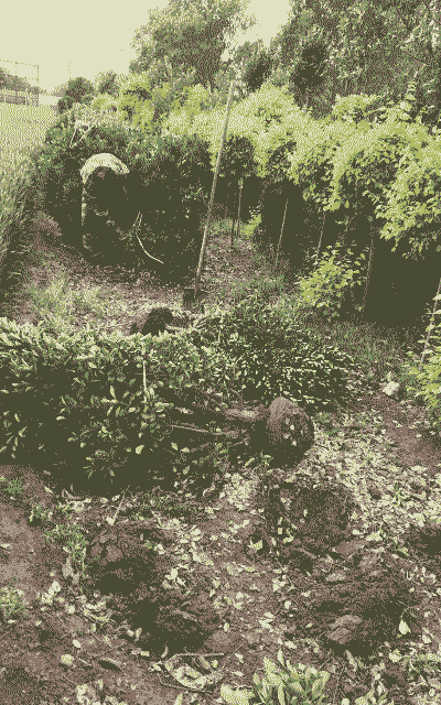 疫情结束后苗木怎么养殖