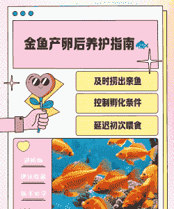 小金鱼产卵后怎么养殖