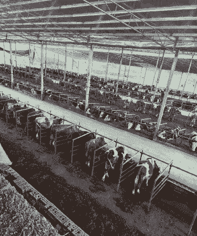 肉牛场养殖前景怎么样