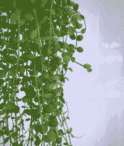 佛珠吊兰冬天怎么养殖