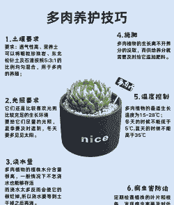 多肉怎么养殖才长大的