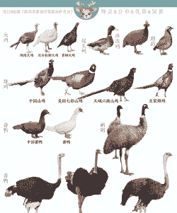 养殖野鸡怎么样