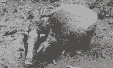 貛的养殖前景怎么样